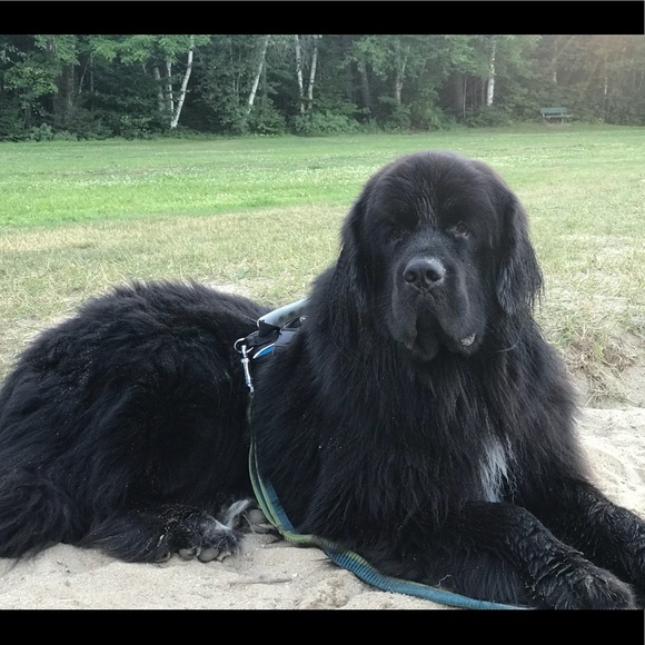 Meet your Posher, SjC - Picture 10 of 16